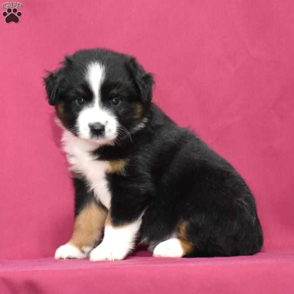 Bentley, Miniature Australian Shepherd Puppy